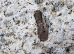 Ochropleura