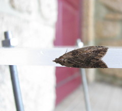Chesias isabella