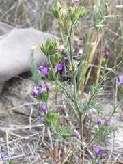 Gilia nevinii