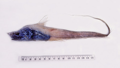 Coryphaenoides filicauda