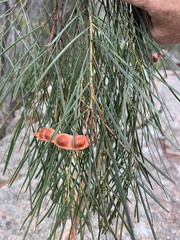 Acacia adunca