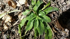 Pseudoturritis turrita