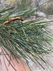 Acacia adunca