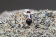 Litargus connexus