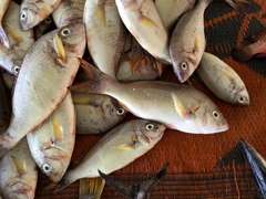 Black-Streaked Monocle Bream photo 3