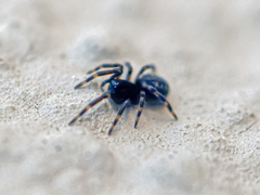 Nurscia albomaculata