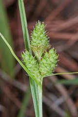 Image of Carex complanata