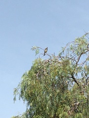 Passer hispaniolensis hispaniolensis