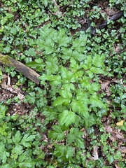 Dichoropetalum caucasicum