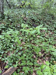 Dichoropetalum caucasicum