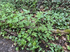 Dichoropetalum caucasicum