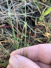 Fimbristylis polytrichoides