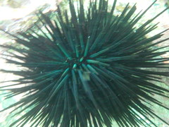 Centrostephanus rodgersii