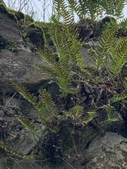 Polypodium