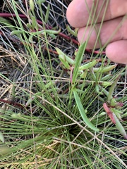 Fimbristylis polytrichoides