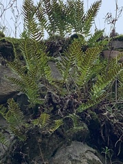 Polypodium