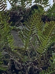 Polypodium