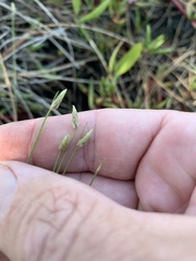 Fimbristylis polytrichoides