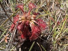 Drosera kaieteurensis