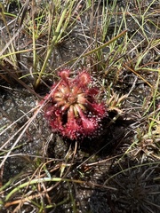 Drosera kaieteurensis