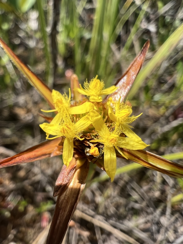 Xyris involucrata