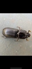 Aulacocyclus