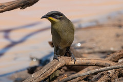 Lichenostomus cratitius