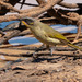 Purple-gaped Honeyeater - Photo (c) Euan Moore, some rights reserved (CC BY-NC), uploaded by Euan Moore