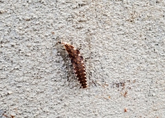 Pyractomena borealis