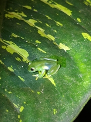 Espadarana prosoblepon