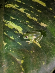 Espadarana prosoblepon