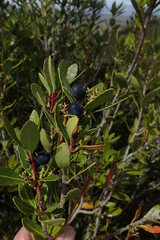 Cenarrhenes nitida