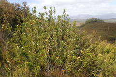 Cenarrhenes nitida