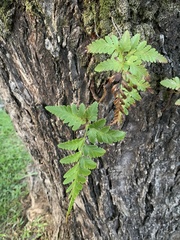 Davallia denticulata