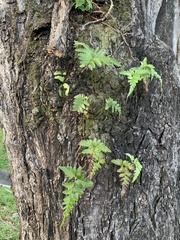 Davallia denticulata