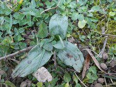 Ophrys apifera
