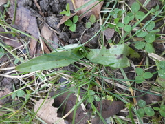 Ophrys apifera