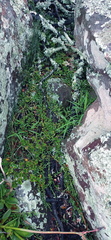 Curio radicans