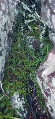 Curio radicans