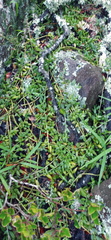 Curio radicans