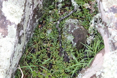 Curio radicans