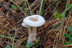 Clitocybe phyllophila