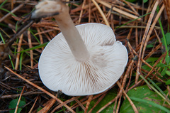 Clitocybe phyllophila