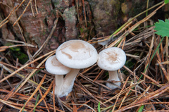 Clitocybe phyllophila