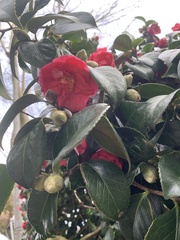 Camellia