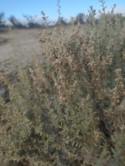 Atriplex lampa