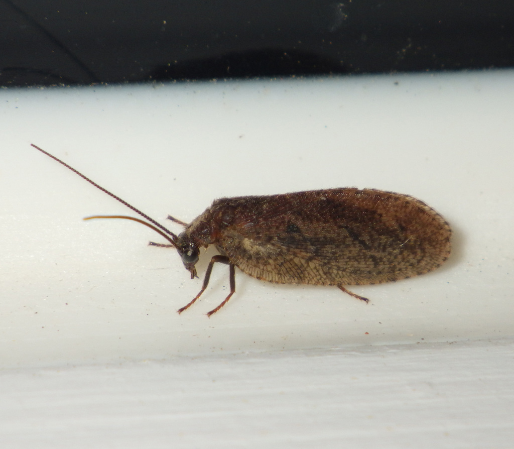Drepanepteryx algida