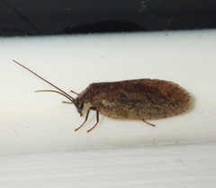 Drepanepteryx algida