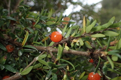 Coprosma nitida