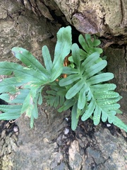 Polypodium